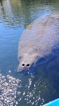 Manatee in warm spring