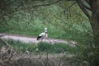 Storch mit Nistmaterial
