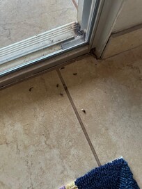 Mouse or rat poop