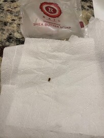 Roach