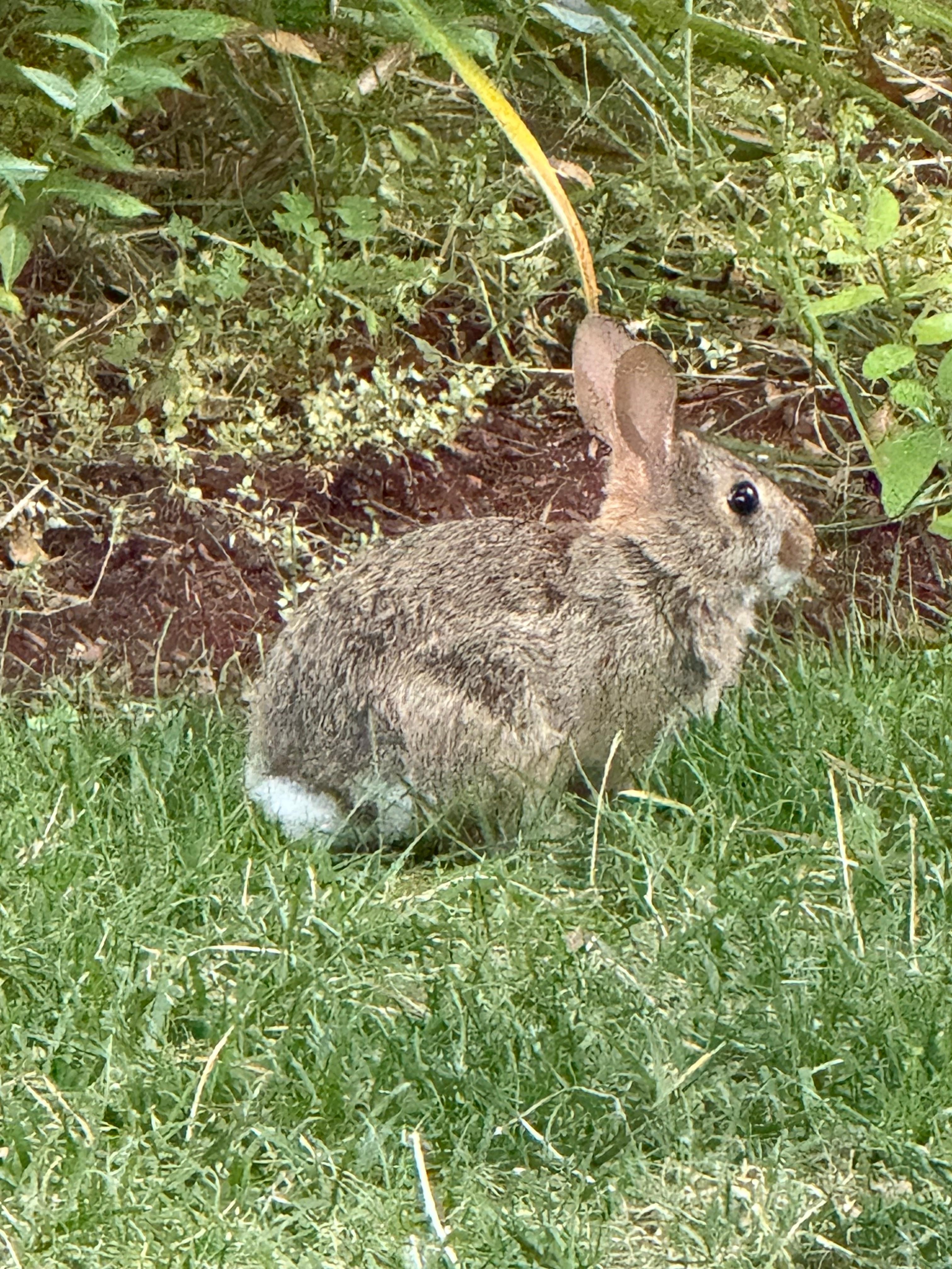 Our front yard visitor