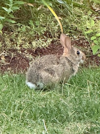 Our front yard visitor
