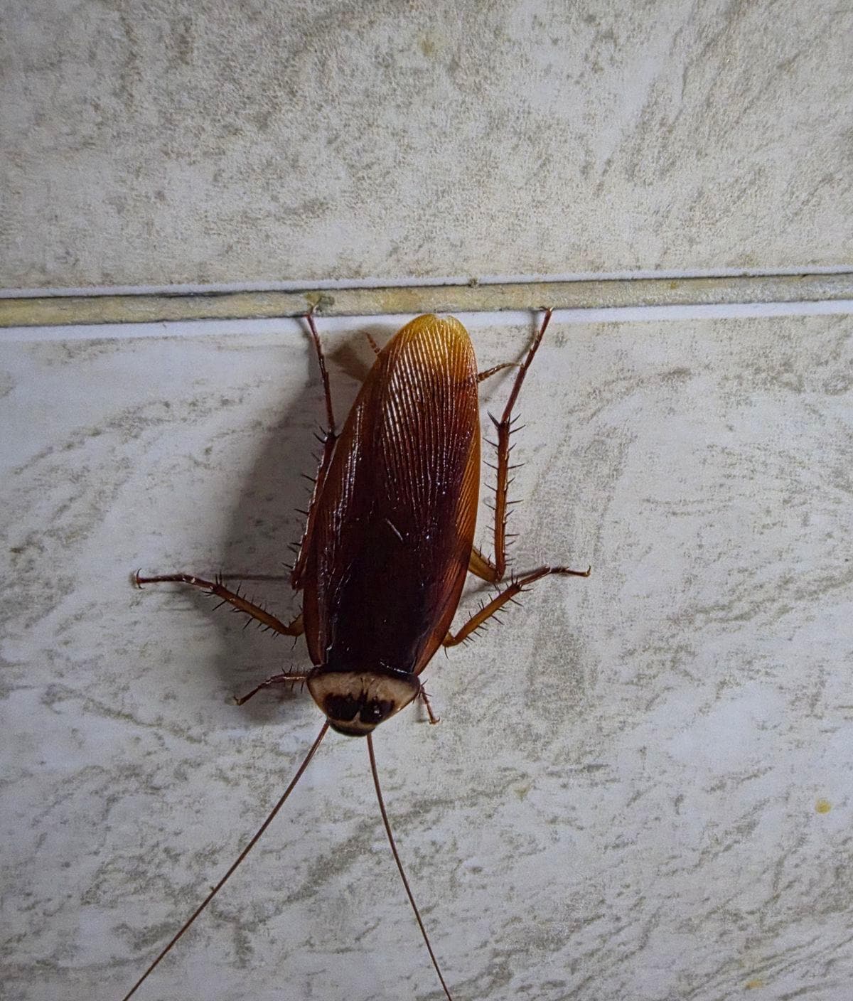 Had roaches too very uncomfortable 