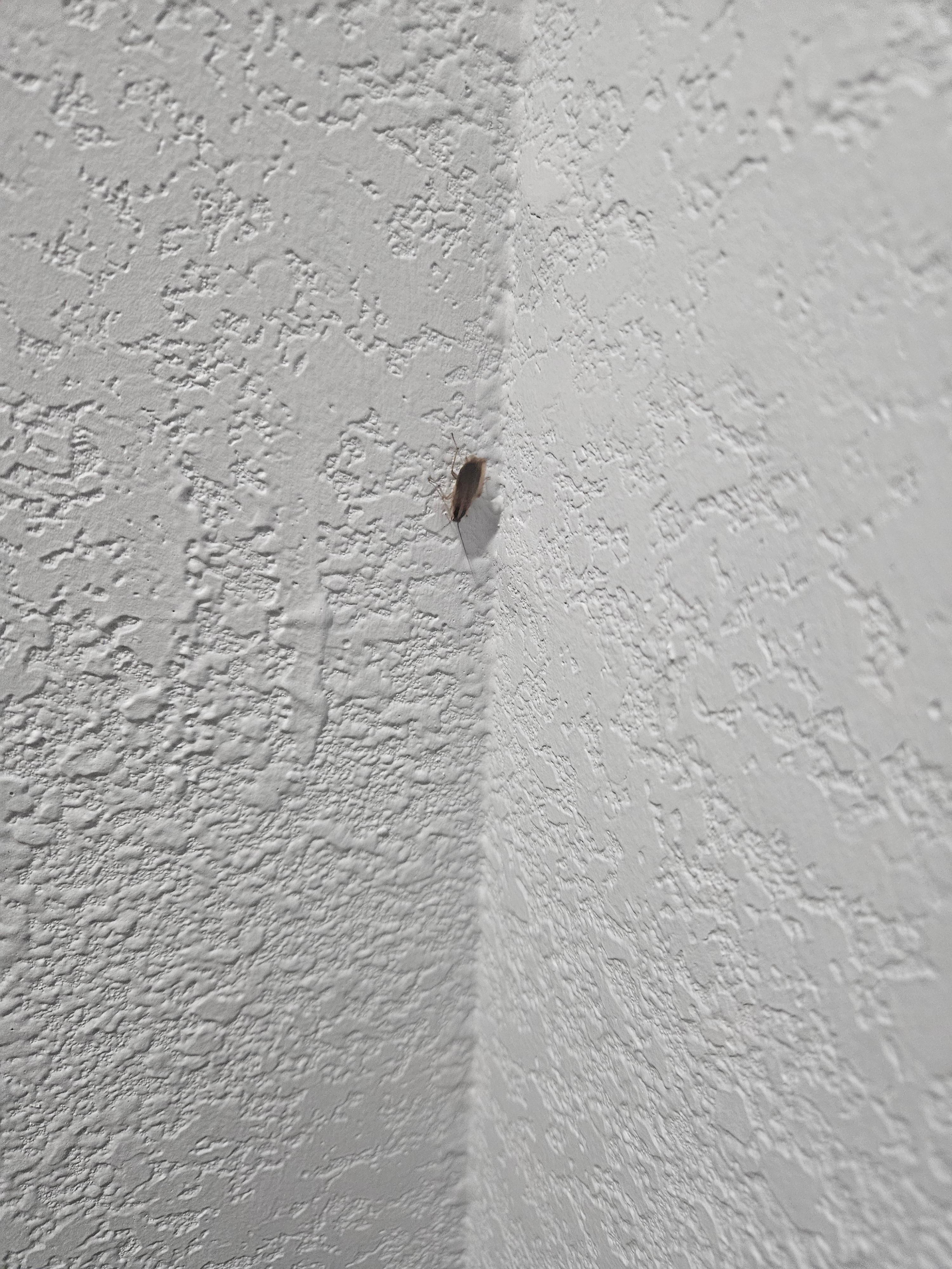 Cockroach in bathroom