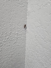 Cockroach in bathroom