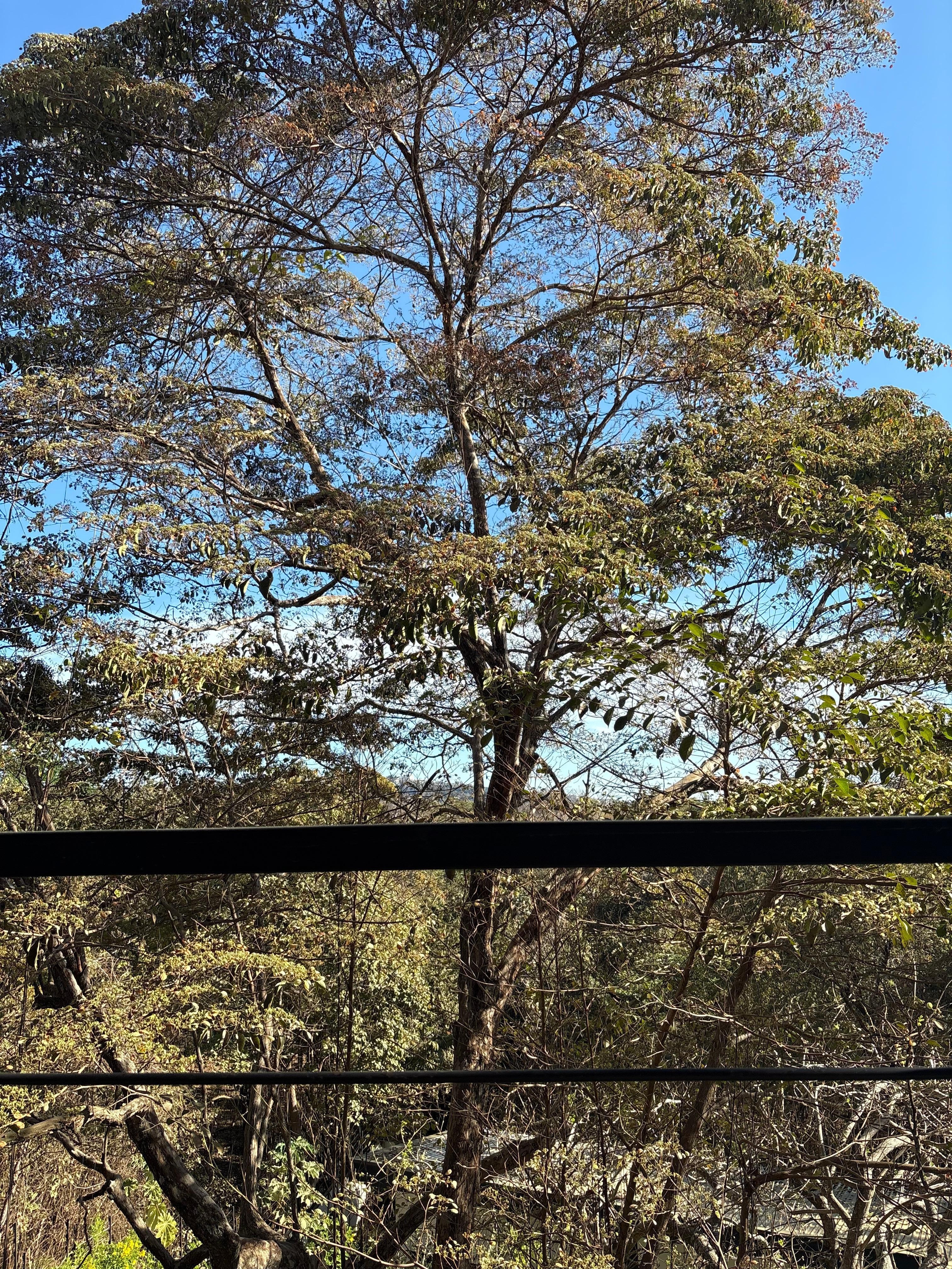 The view from the patio.