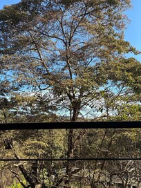 The view from the patio.