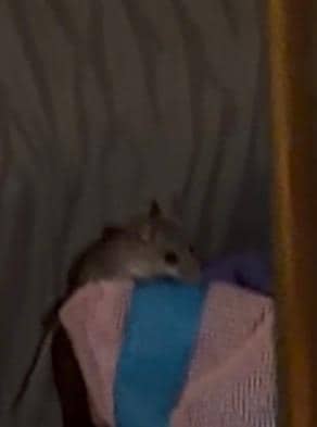 Several of these in our tent. 