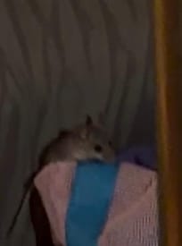 Several of these in our tent.