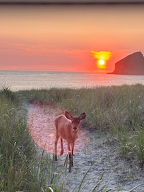 She walked right up to the porch.