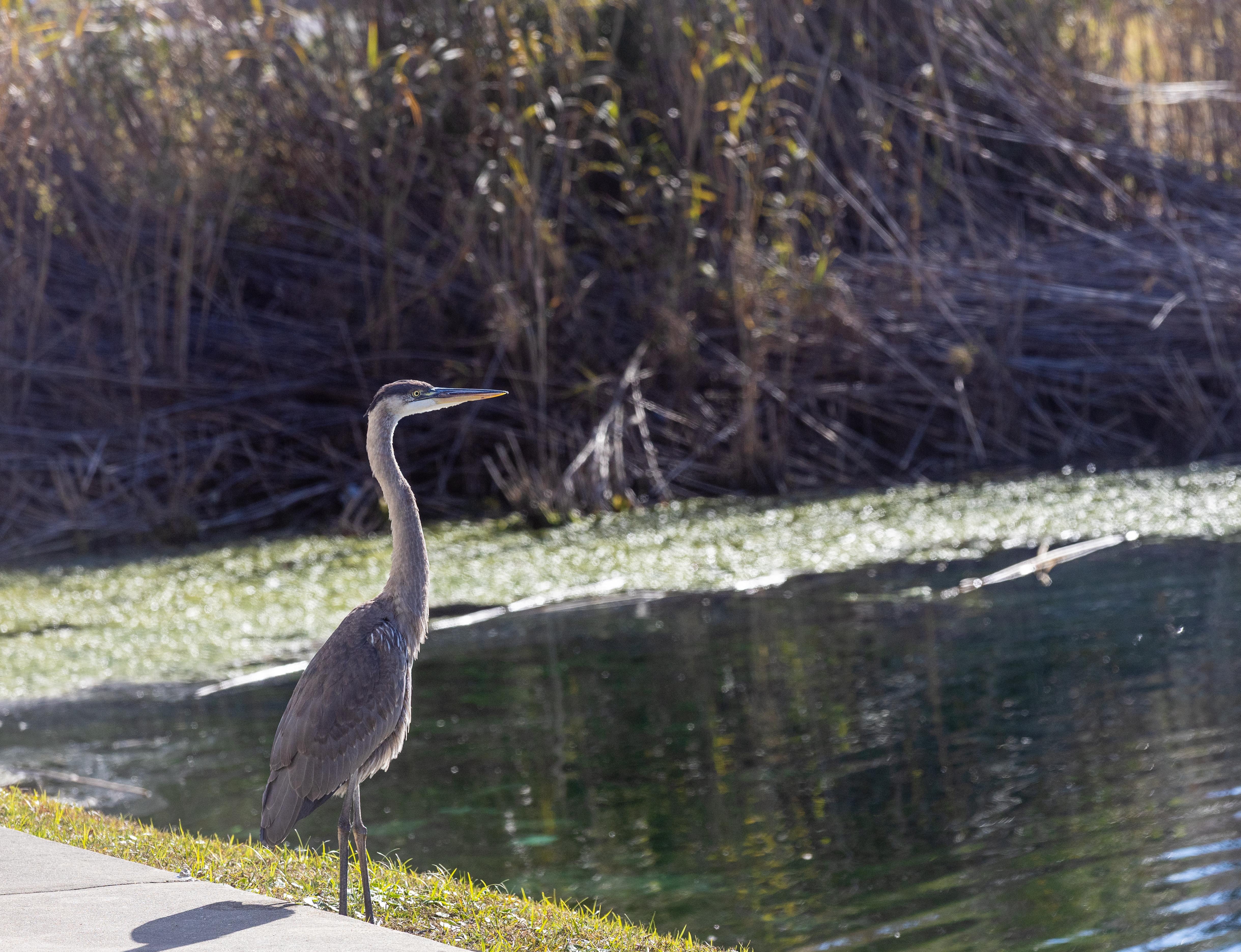 Right outside the downstairs deck. 