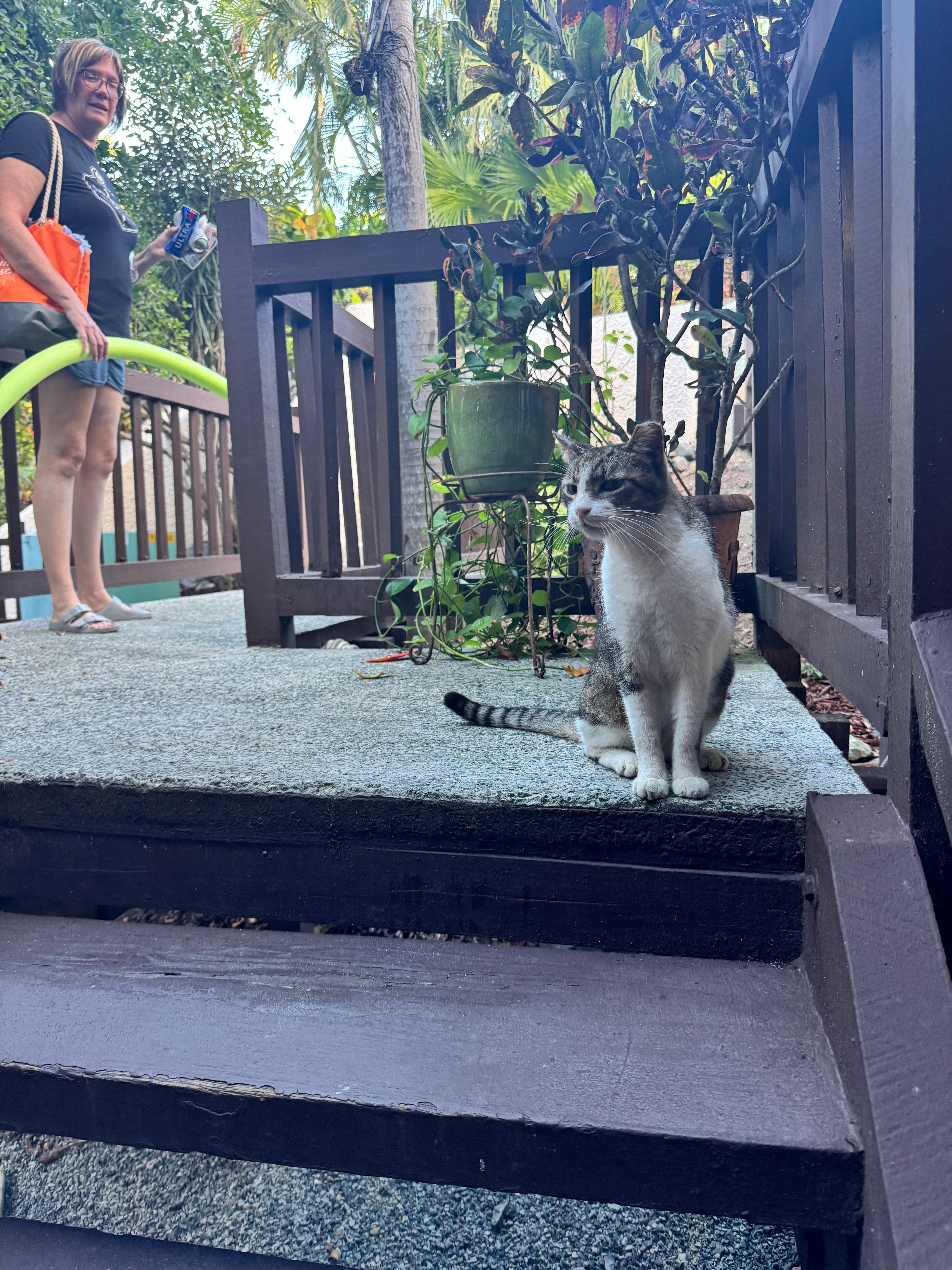 A few friendly felines in the area