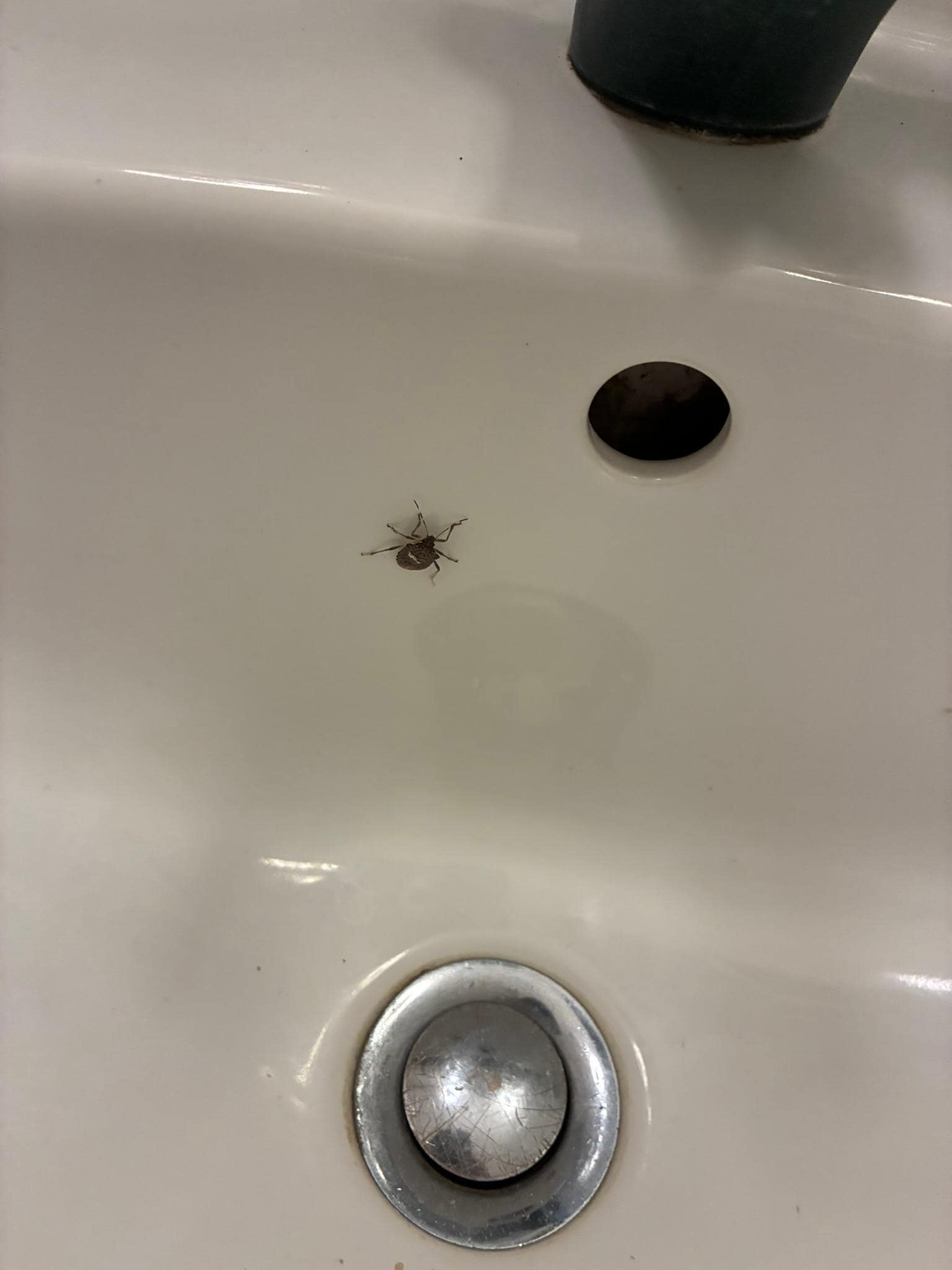 A strange insect in the sink. The drain plugs of the sink and the bath were both clogged with slime and hair 