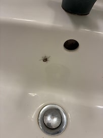 A strange insect in the sink. The drain plugs of the sink and the bath were both clogged with slime and hair