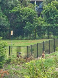 A young family of deer visited daily