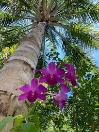 Everyone puts a shark or a turtle but there is so much more to see than that