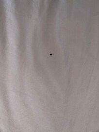 Bugs in both beds.
