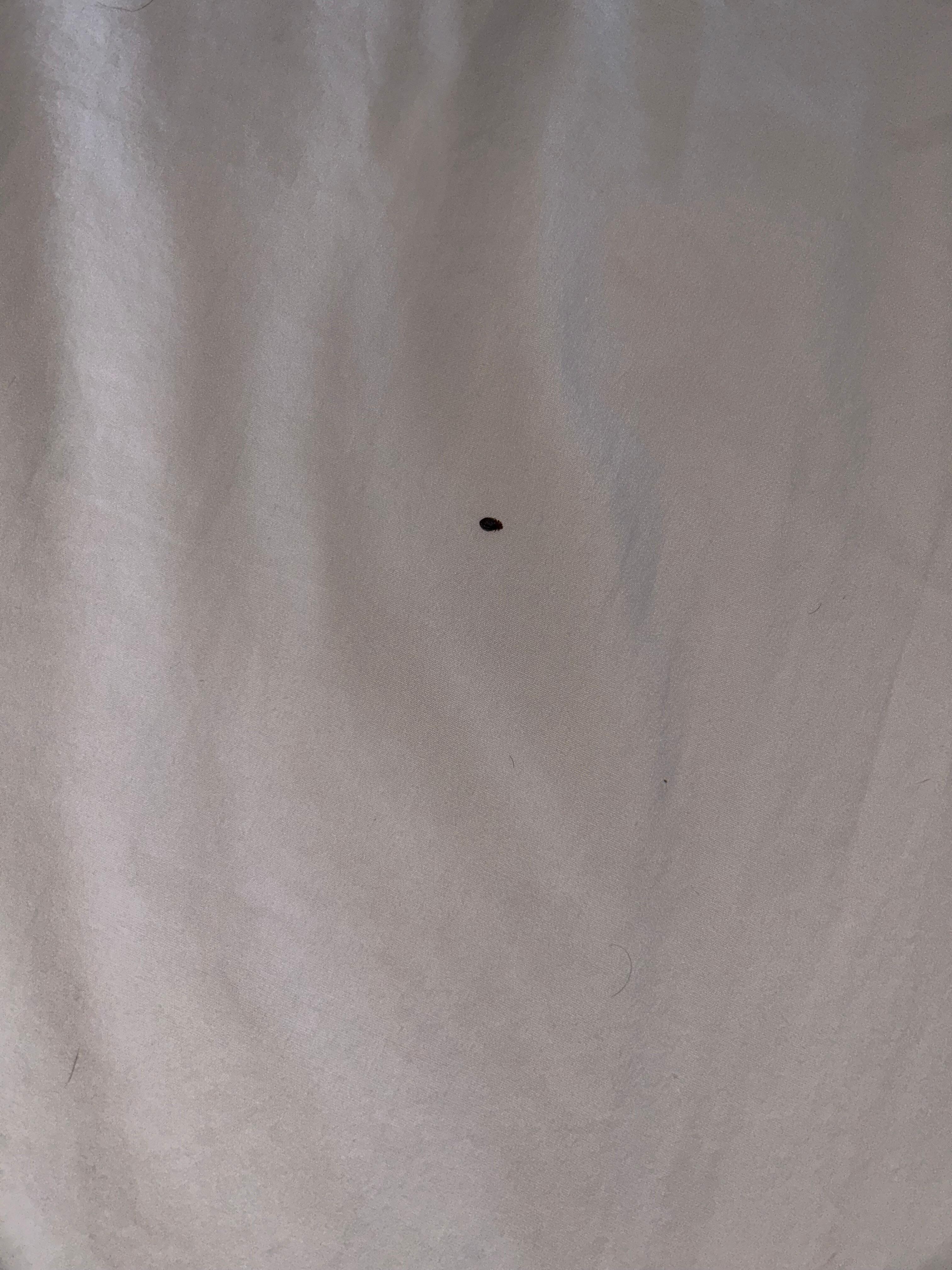 Bugs in both beds.