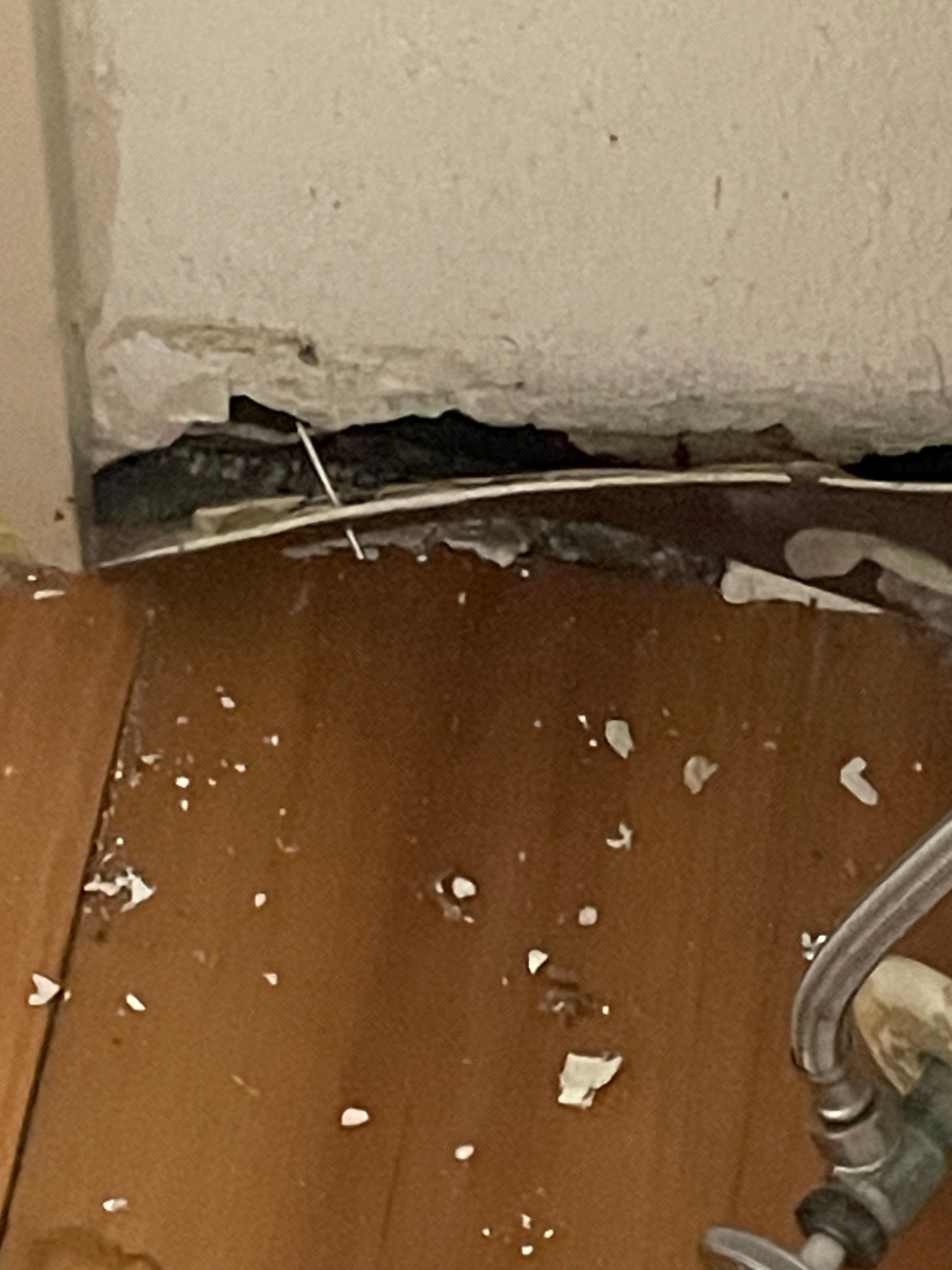 Rats coming in behind toilet.