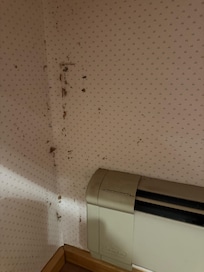 Spider webs in bathroom. Window sills also had dead bugs/webs