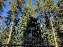 View from hammock