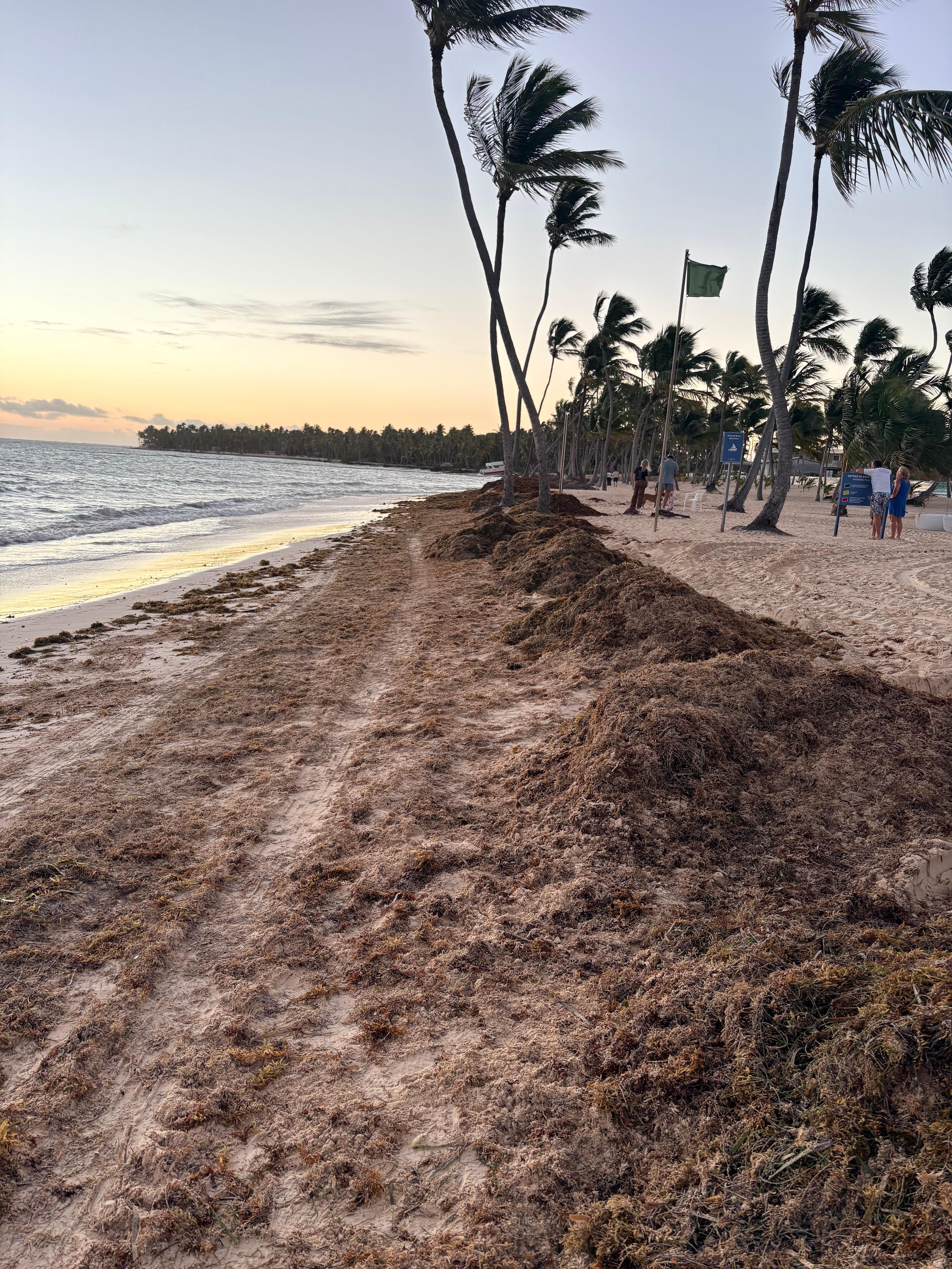 Seaweed at the beach