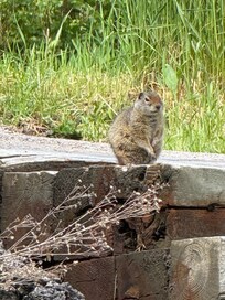 Cute wildlife!