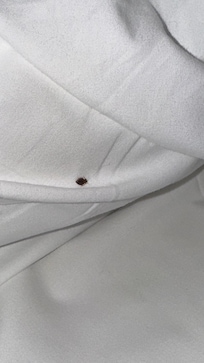 Bed bug #2