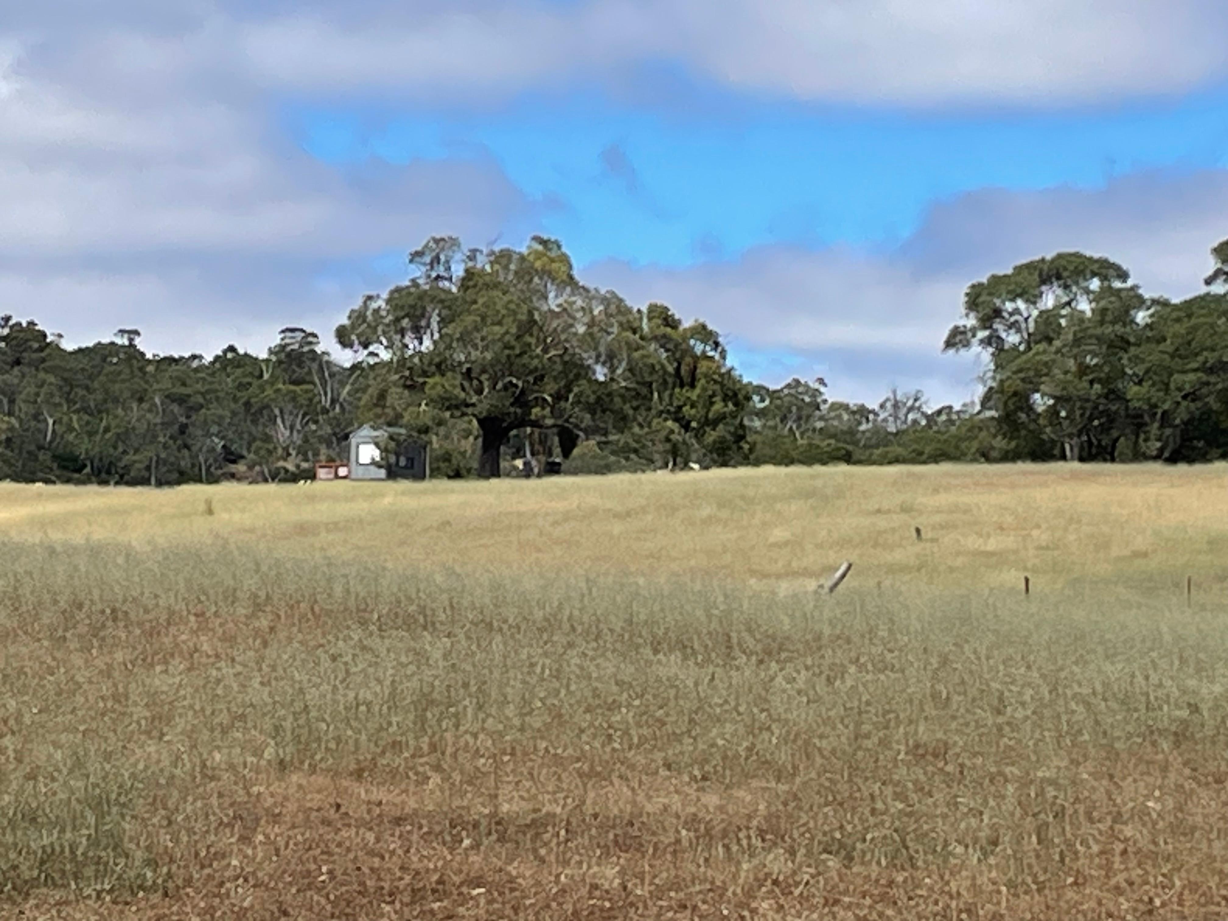 Rosie from a distance