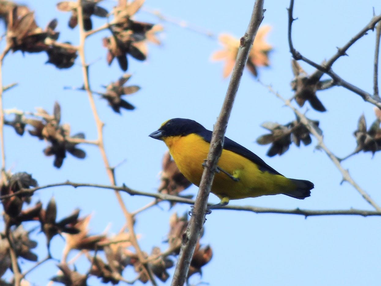 Thick-billed Euphonia, seen from our balcony. 
