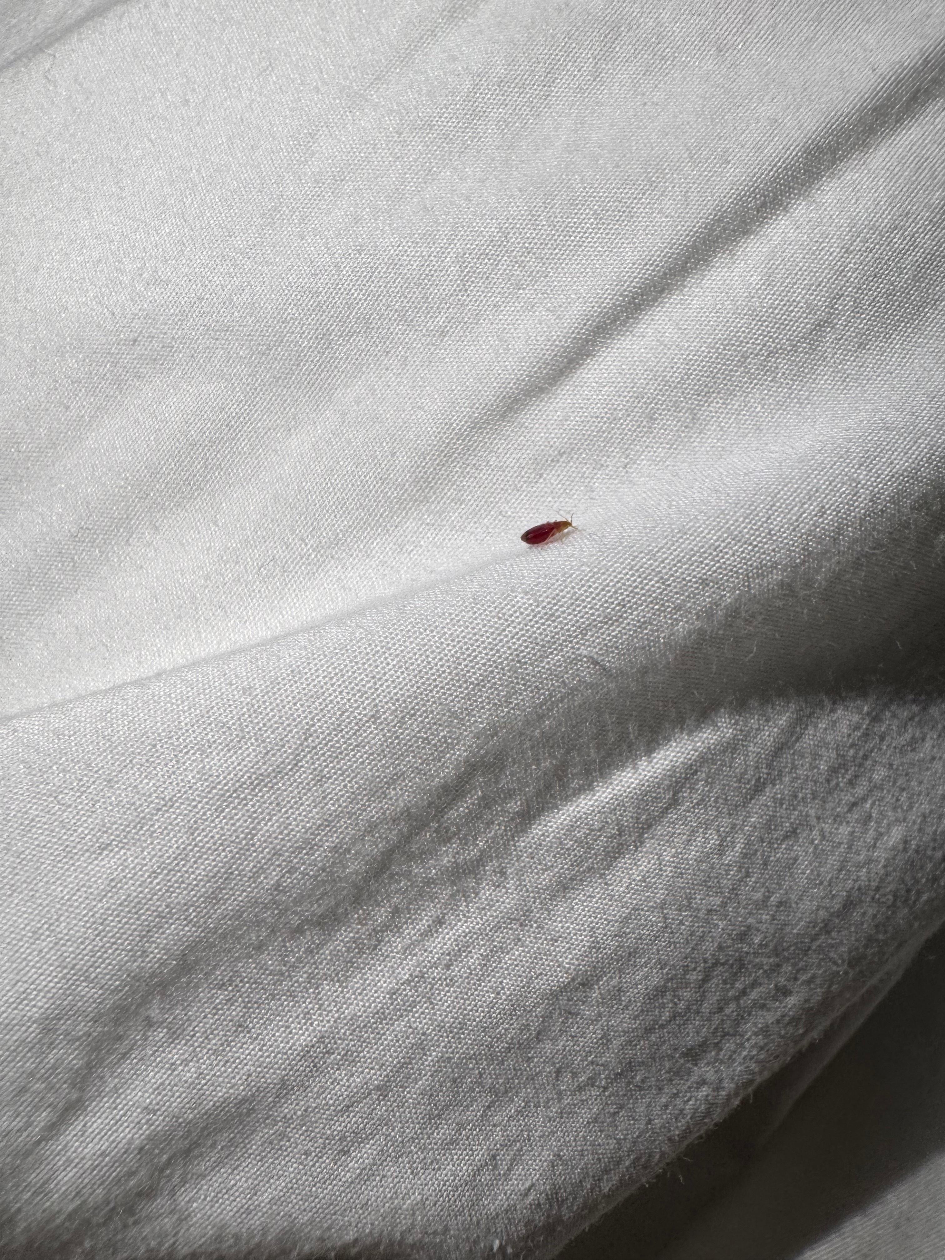 Don't be fooled by the size, he'll bite you. 