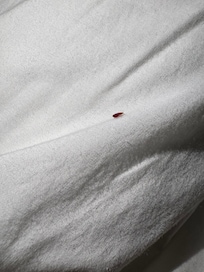 Don't be fooled by the size, he'll bite you.