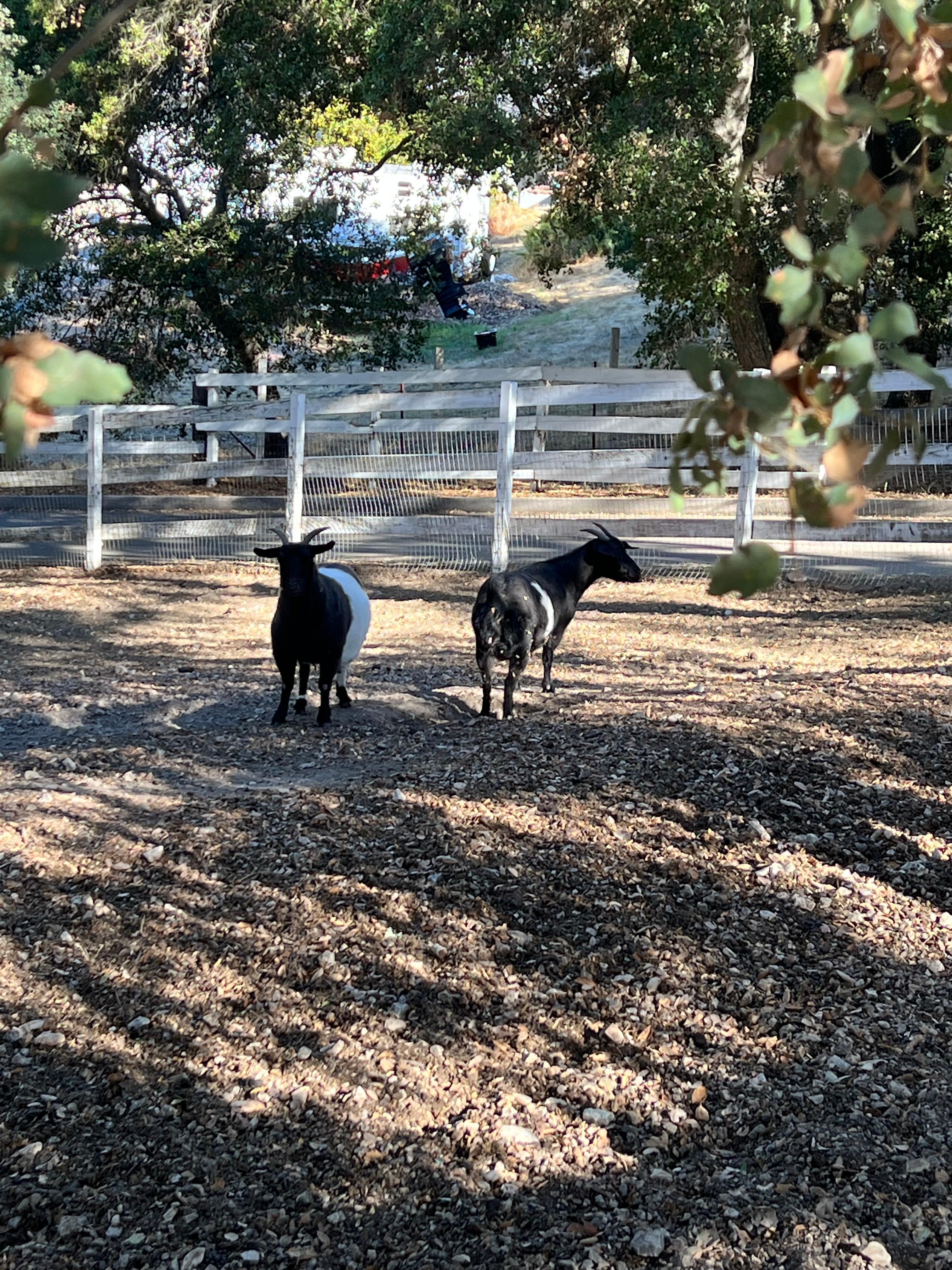 Goats in the front yard