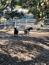 Goats in the front yard