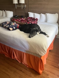 Jaxy was welcome and comfortable all night