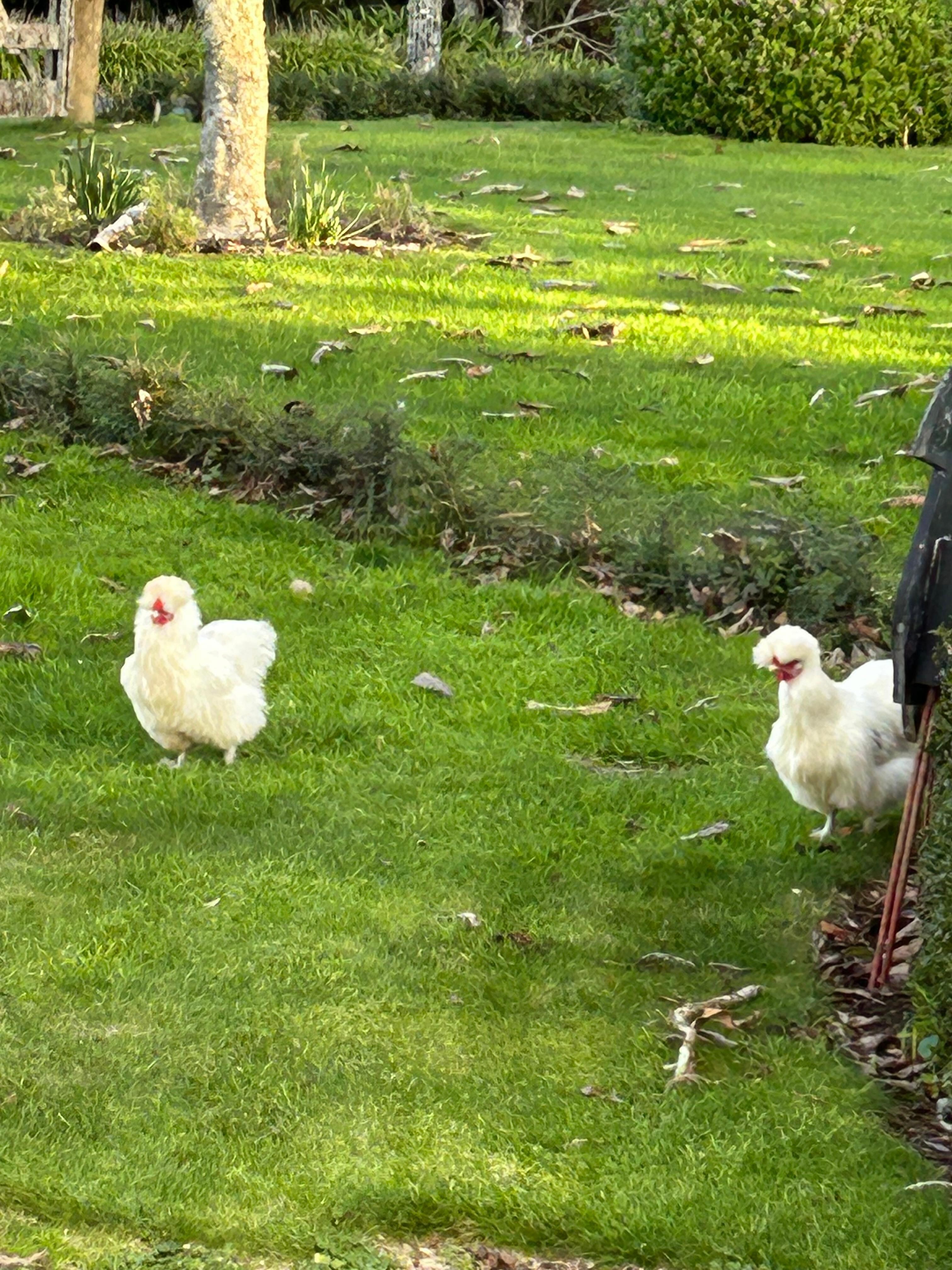 Cute chooks!  
