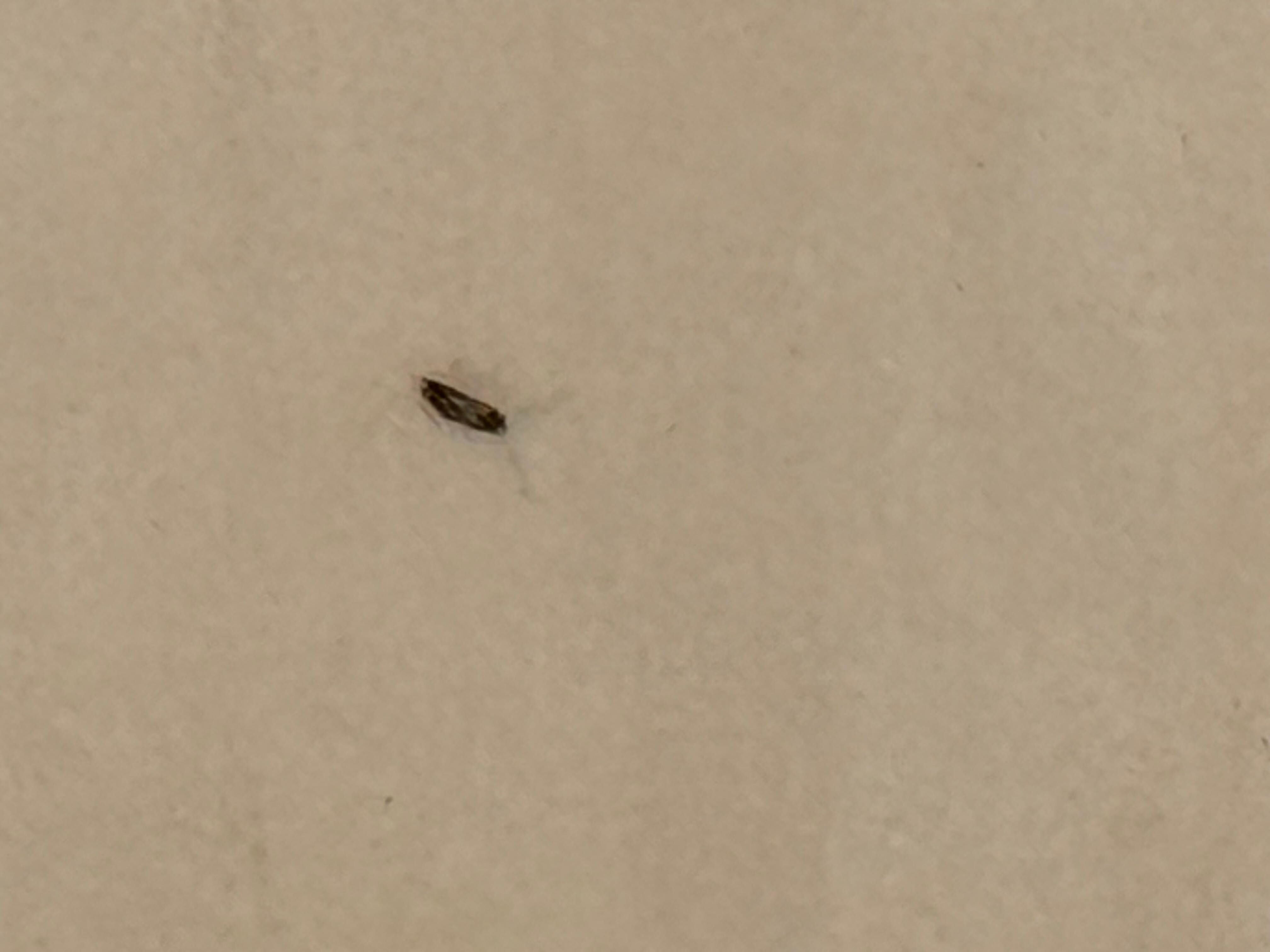 Roaches in bathroom 