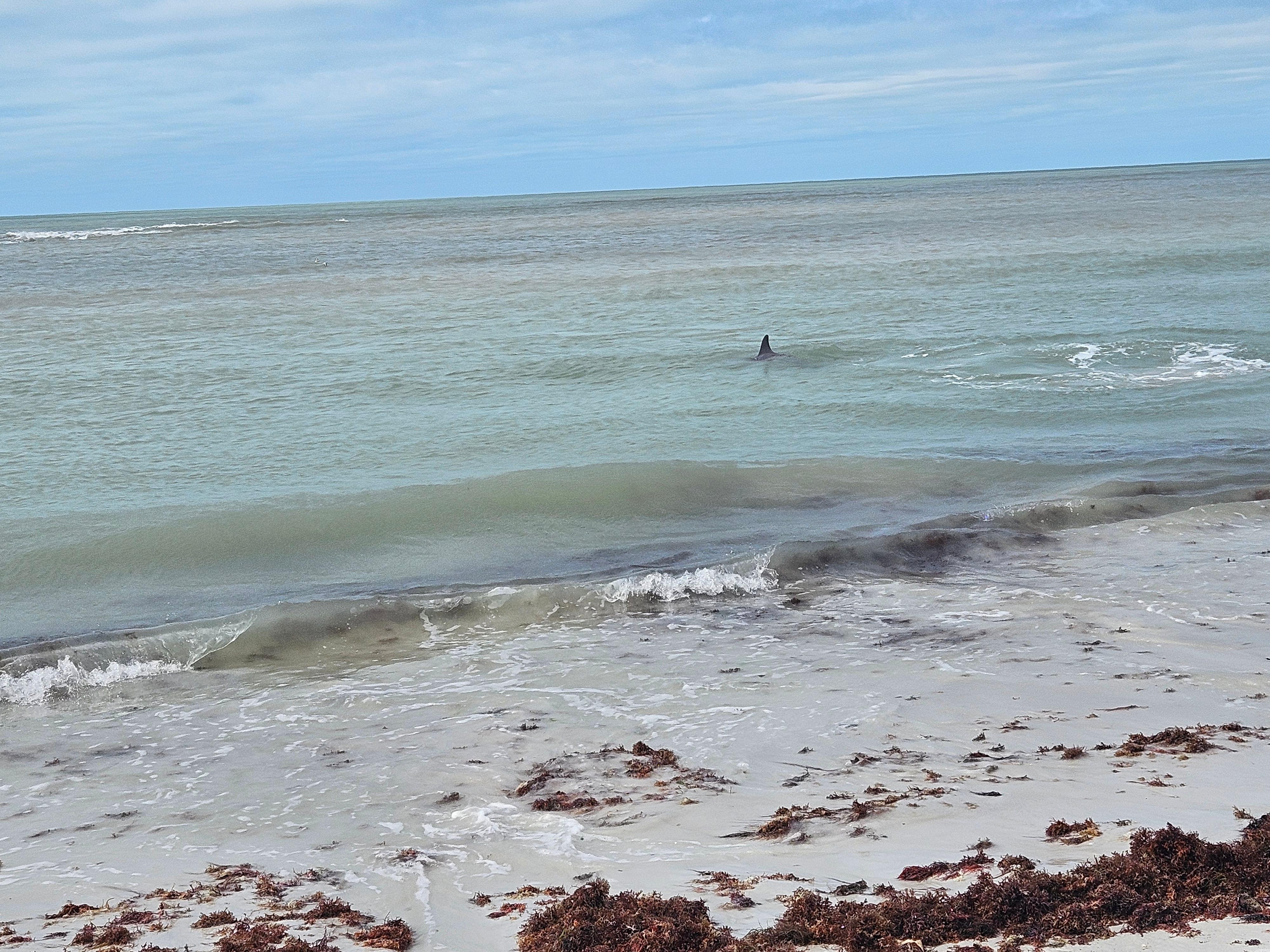 Dolphins are so close!