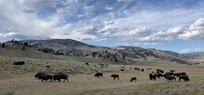 Lamar Valley, with its many bison, was along our route to the cabin and each time we went in and out of Yellowstone National Park