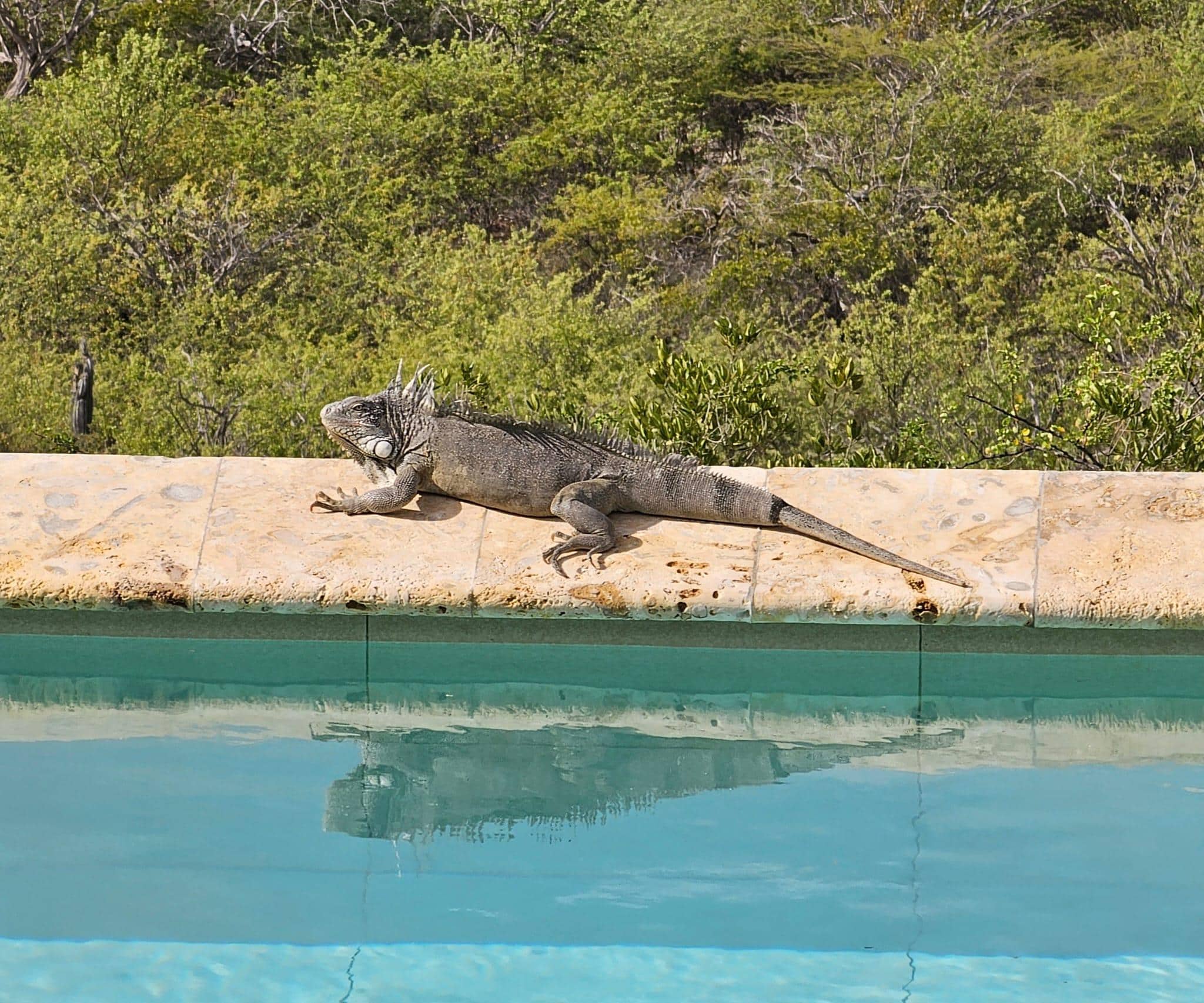 Resident Iguana, we saw him almost every day.