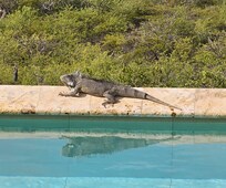 Resident Iguana, we saw him almost every day.