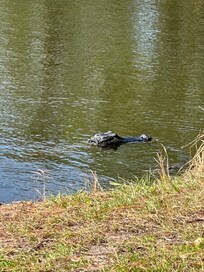 Mommy gator and baboes