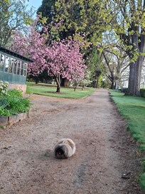 Ideal for pet exercise