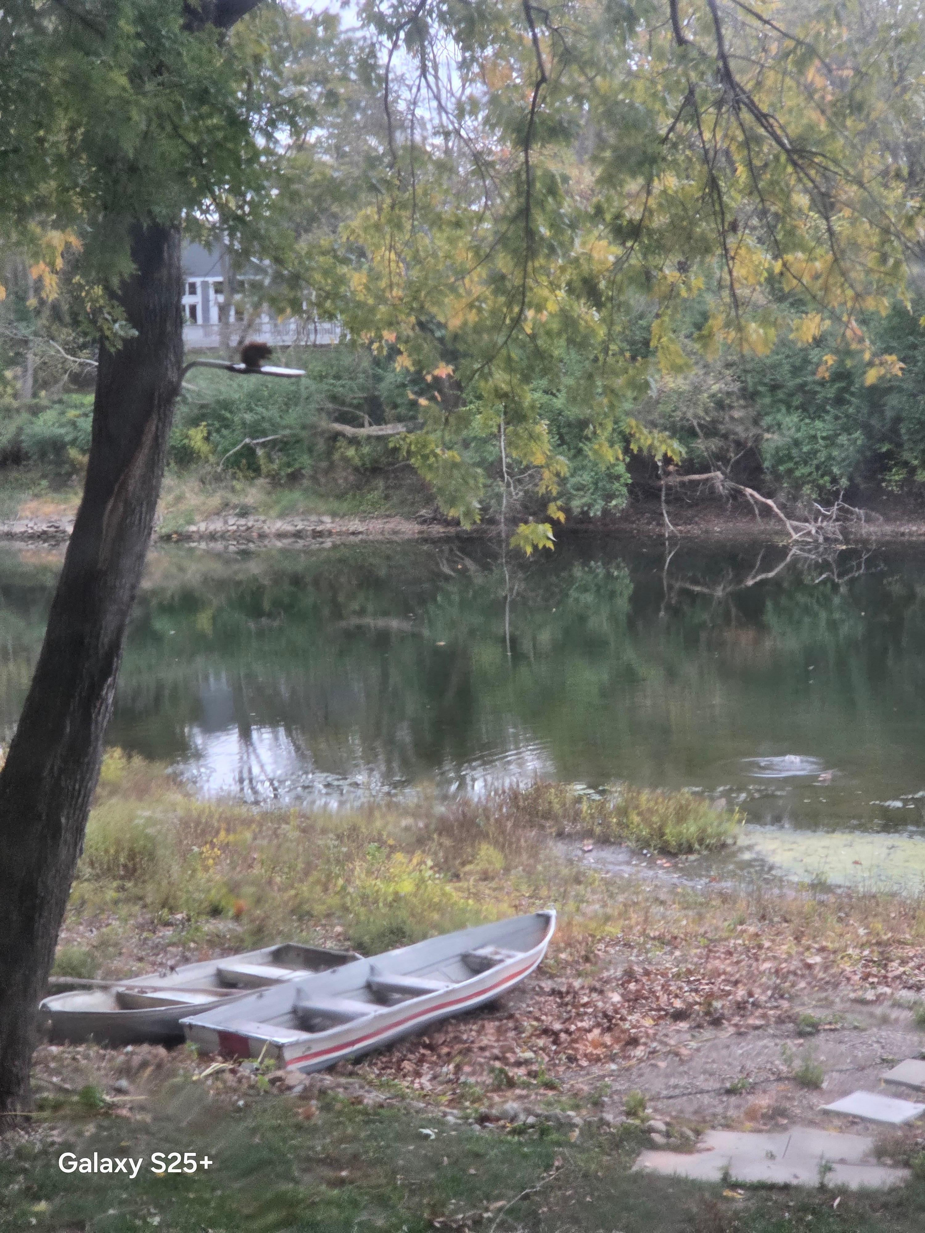 Ducks in the river and a squirrel on the light