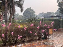 レストランからガーデンを臨む