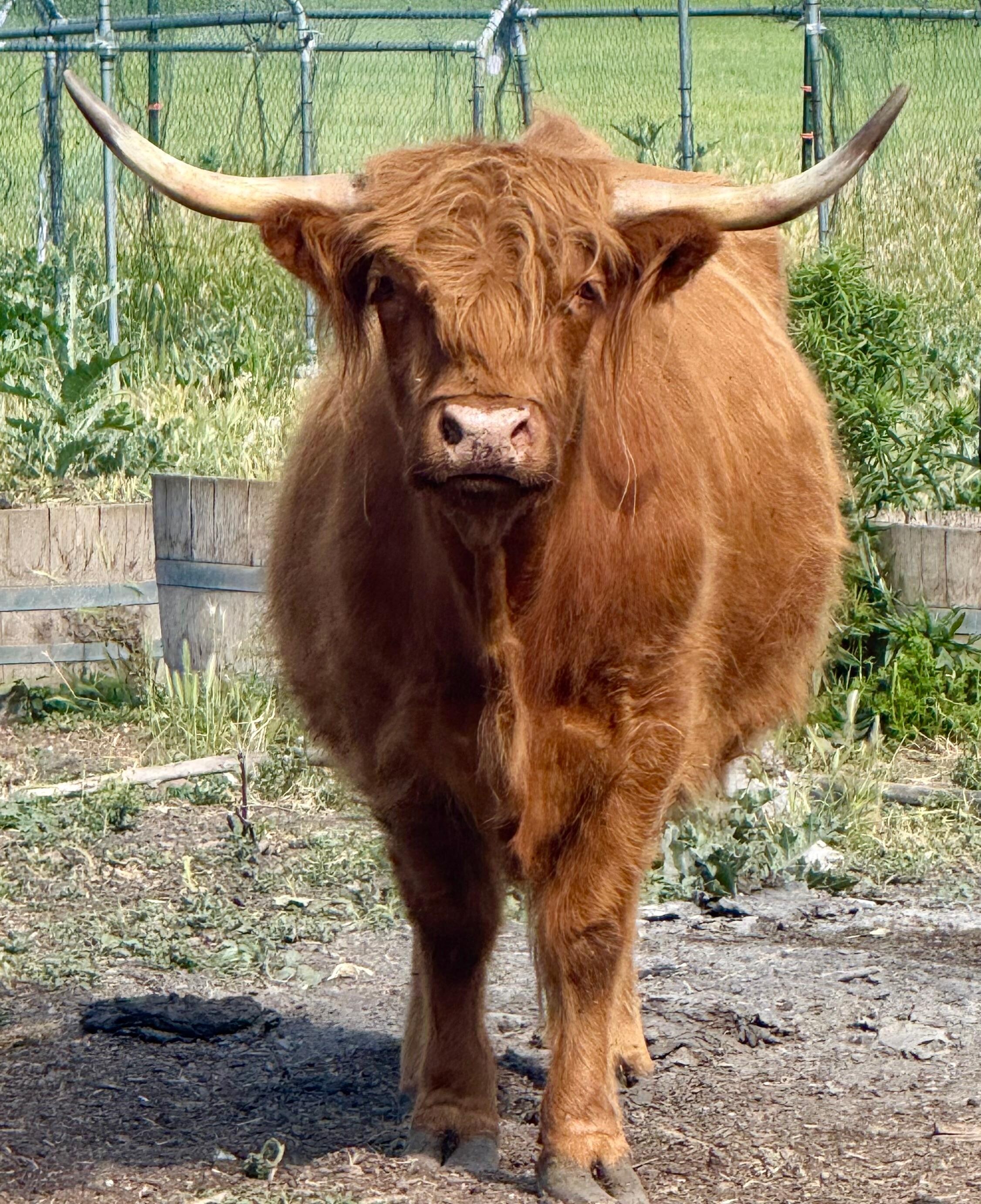 Curious cow