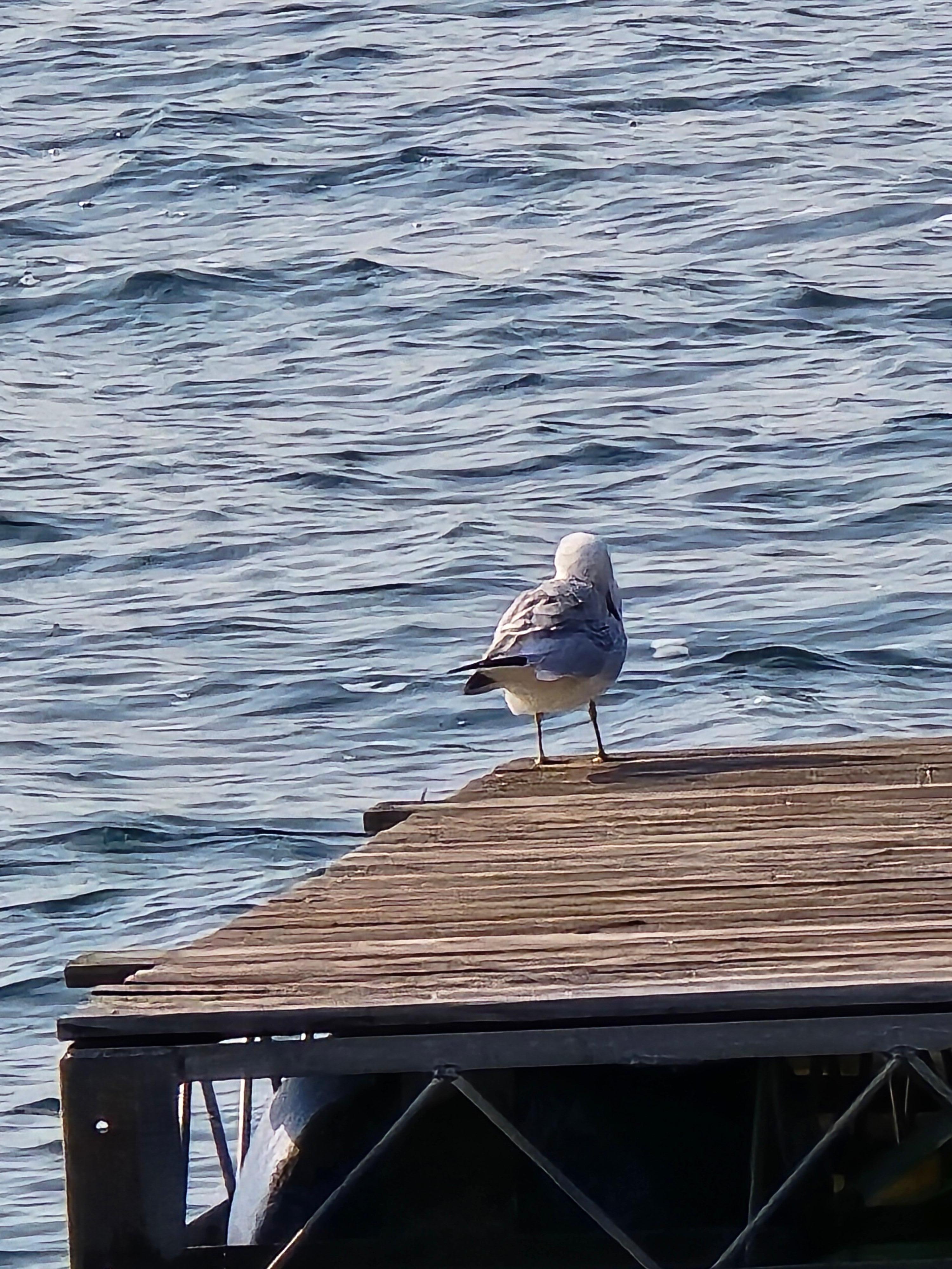 The seagull was here all week on the neighbor's float 