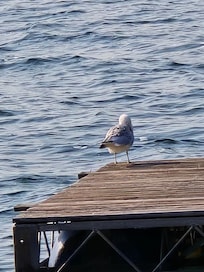 The seagull was here all week on the neighbor's float