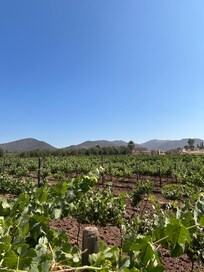 Vineyard