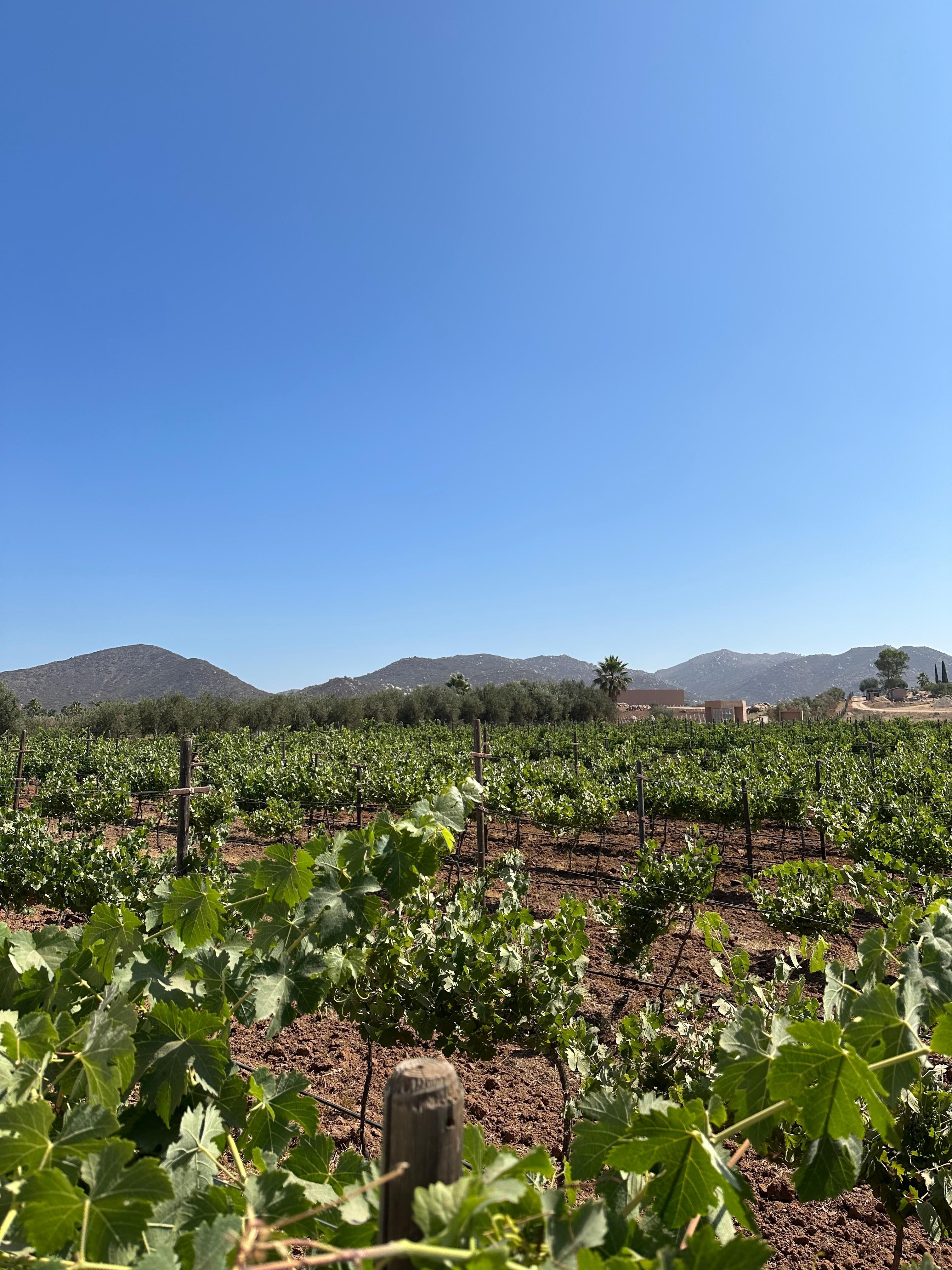 Vineyard
